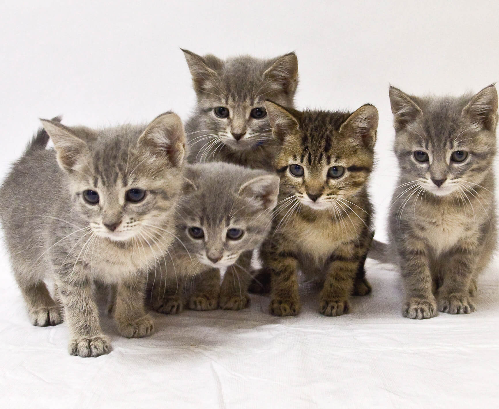 5 kittens