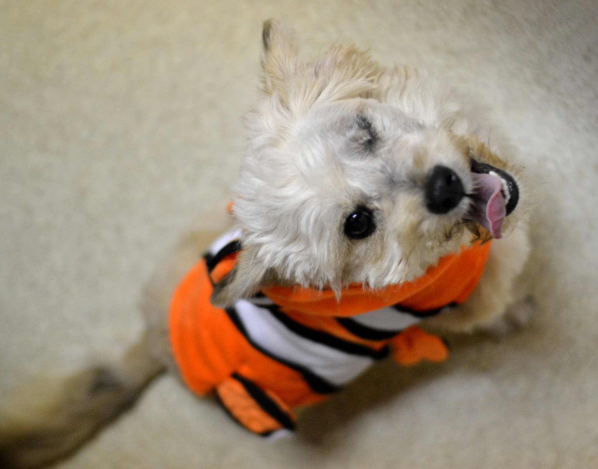 Rueben the one year old terrier mix may only have one eye but he still makes an adorable clownfish!