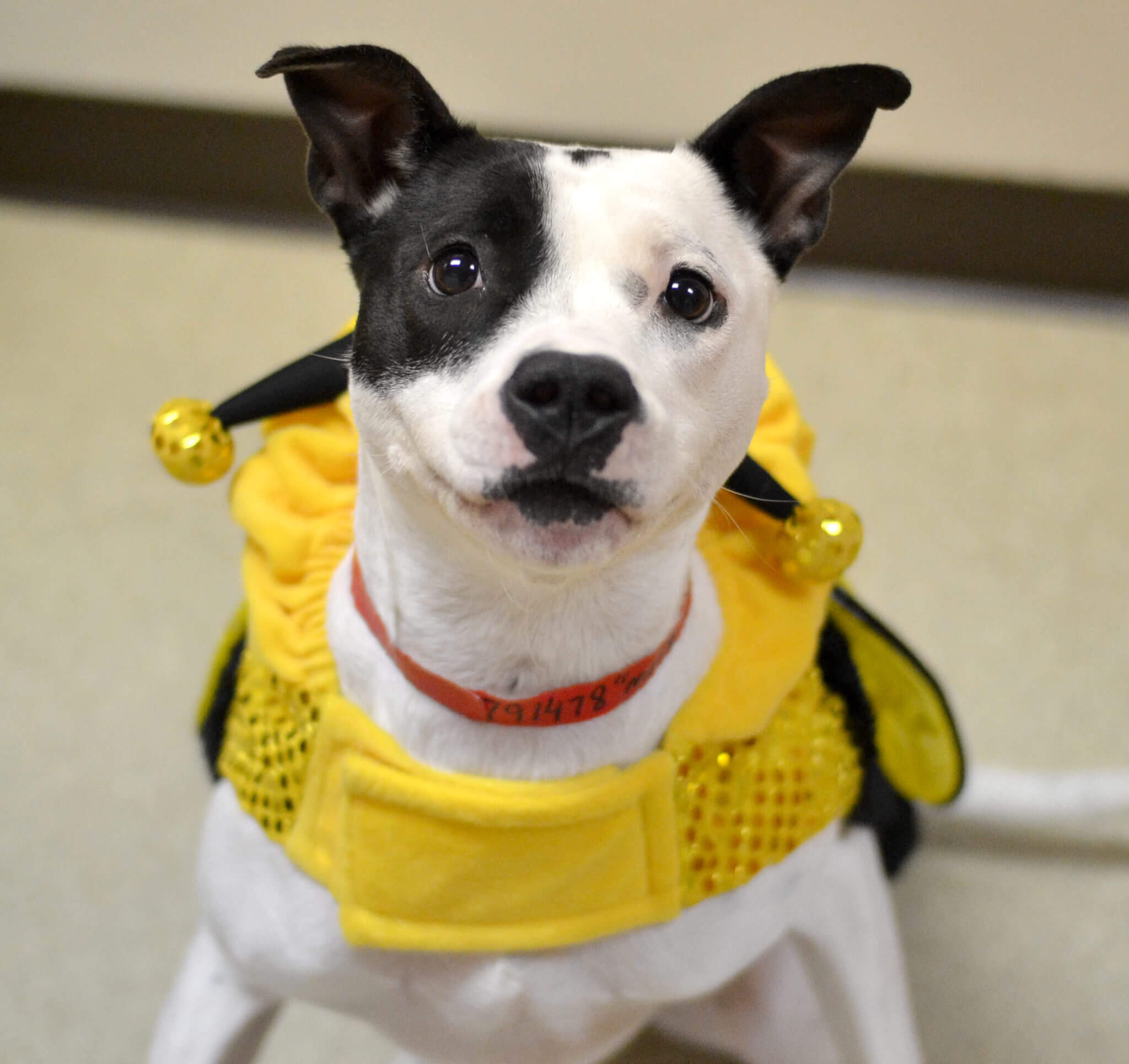 Molly is a happy and active young pit bull mix who was very excited about dressing up as a bee!