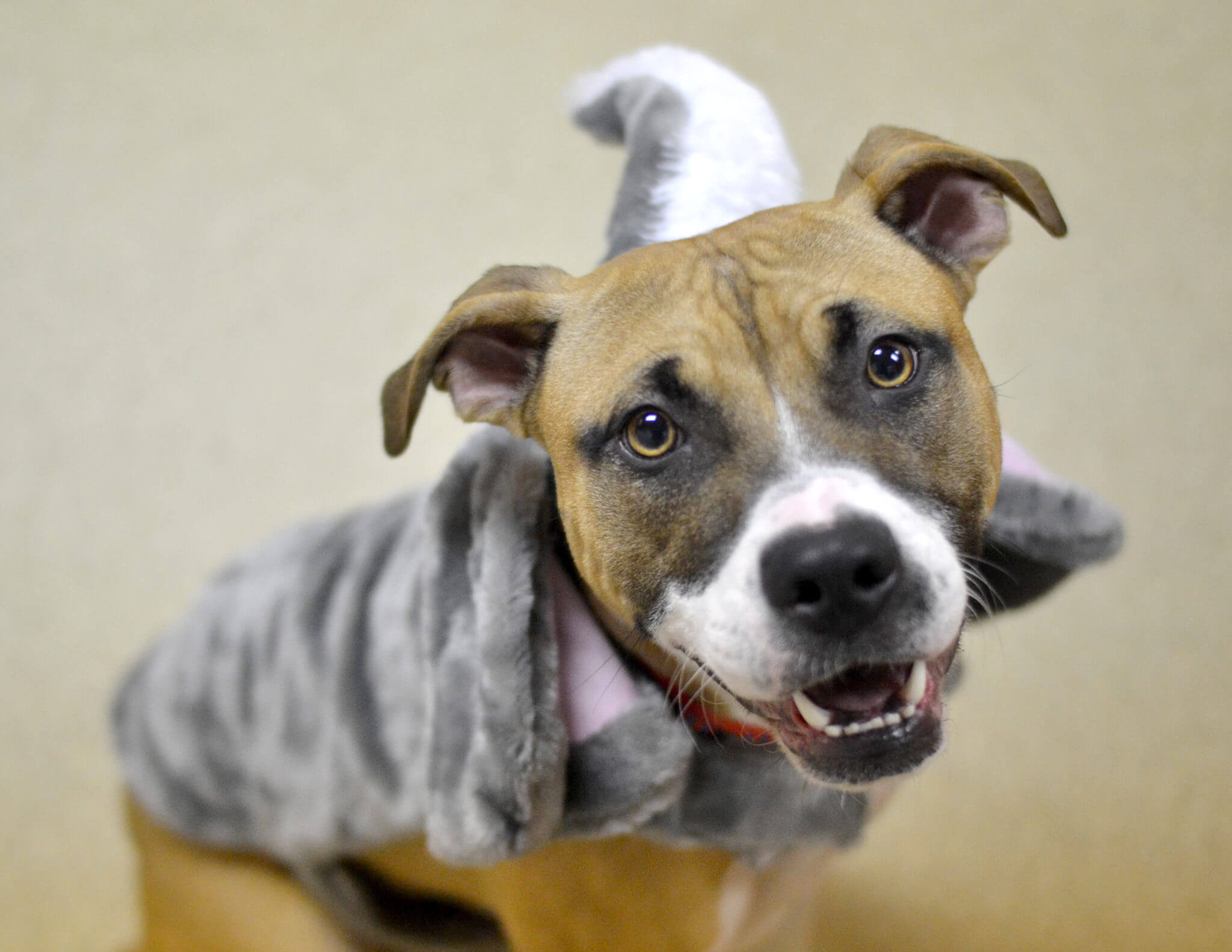 Sakura, dressed up as an elephant, is a two year old pit bull mix who is very energetic and sweet!