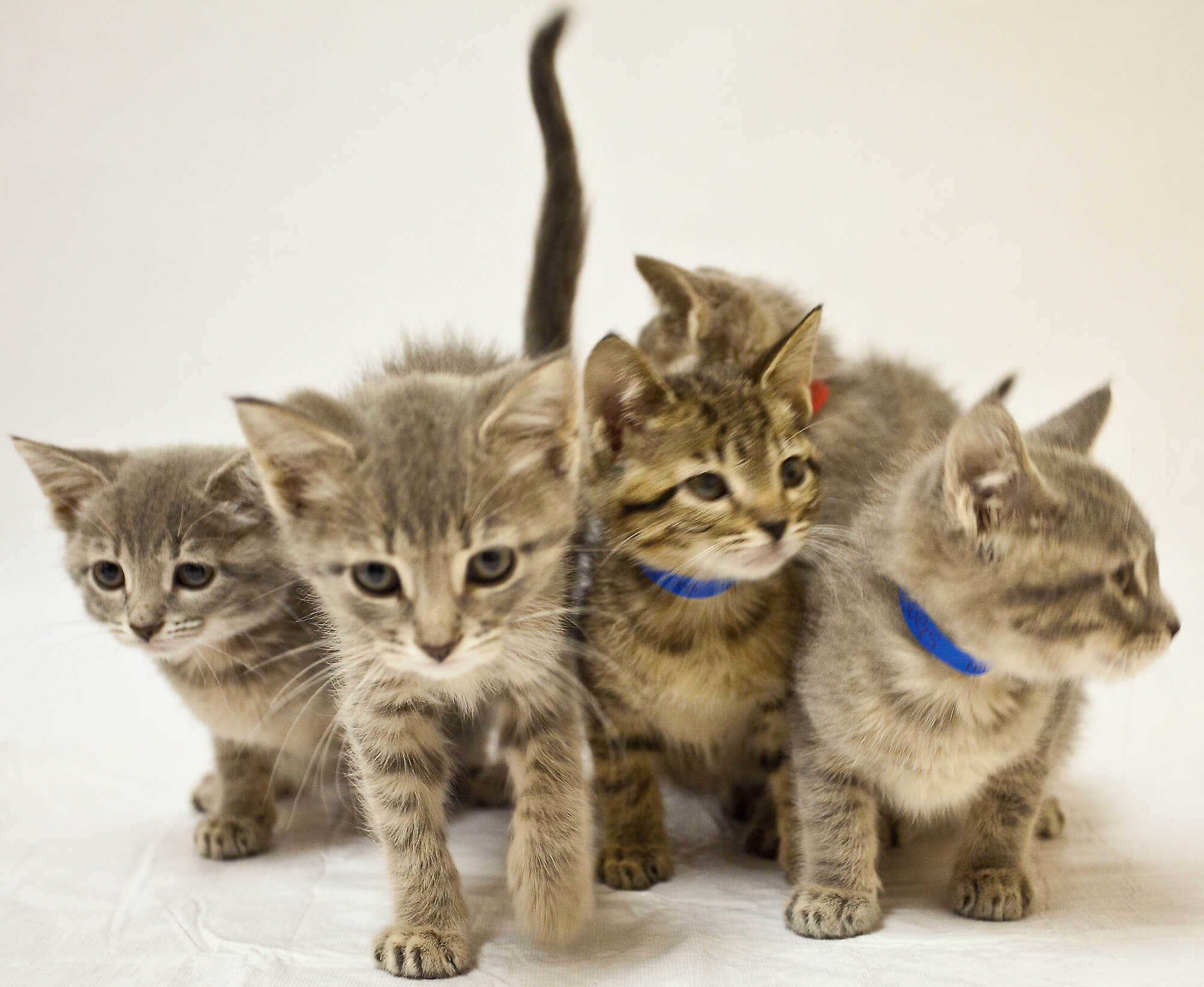 5 kittens marching_Ed Serecky