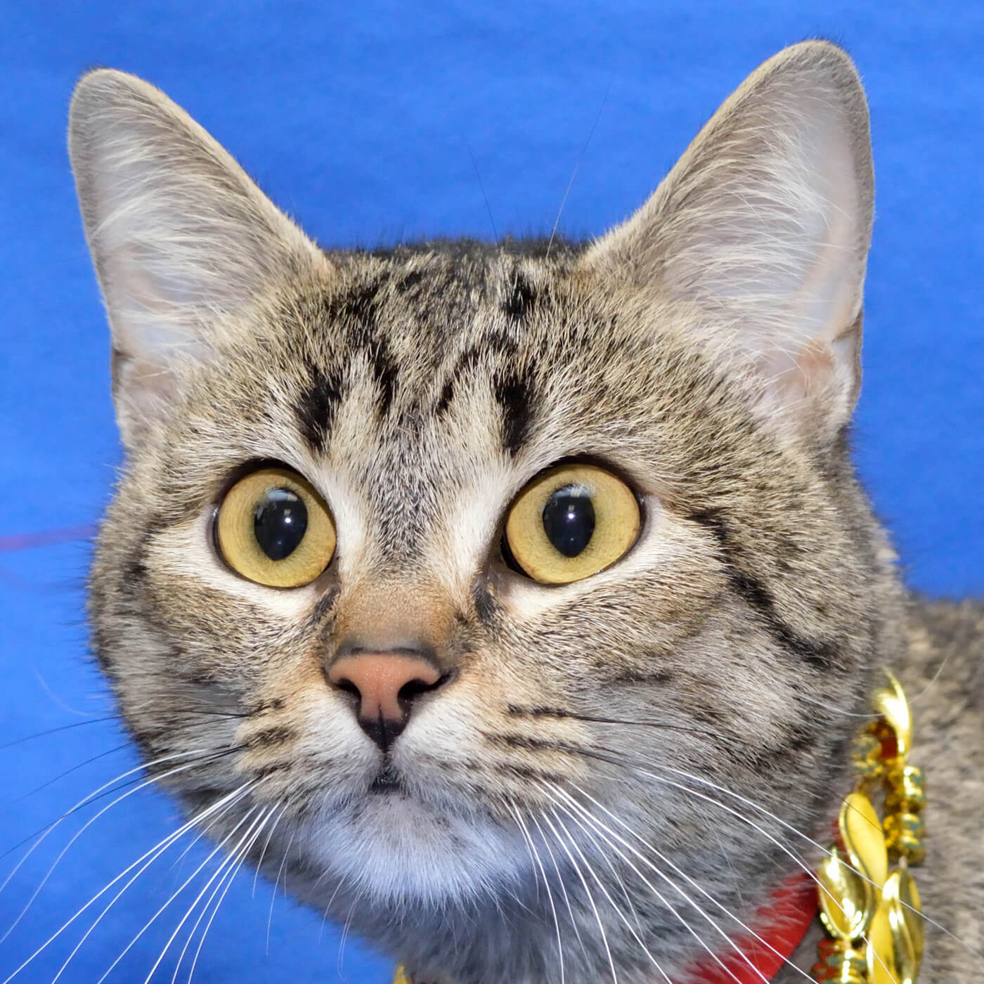 Healthy cats are able to go up for adoption immediately upon arrival to MHS, instead of waiting for four days and increasing their chances of getting sick. 