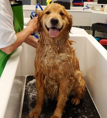 Casey enjoys everything - even taking a bath!  (and he's currently winning the photo contest... dare you to beat him!)