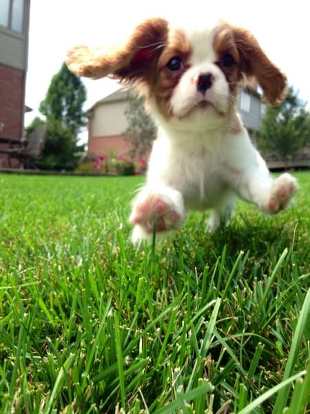 Brody is a Cavalier King Charles Spaniel. He loves to play ball and run in his backyard.