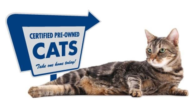 Certified-preowned-cats-jpg