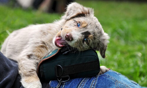 Dog chewing a camera case.