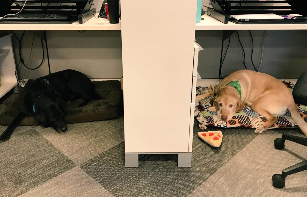 Two Labrador Retrievers spend time at a workplace.