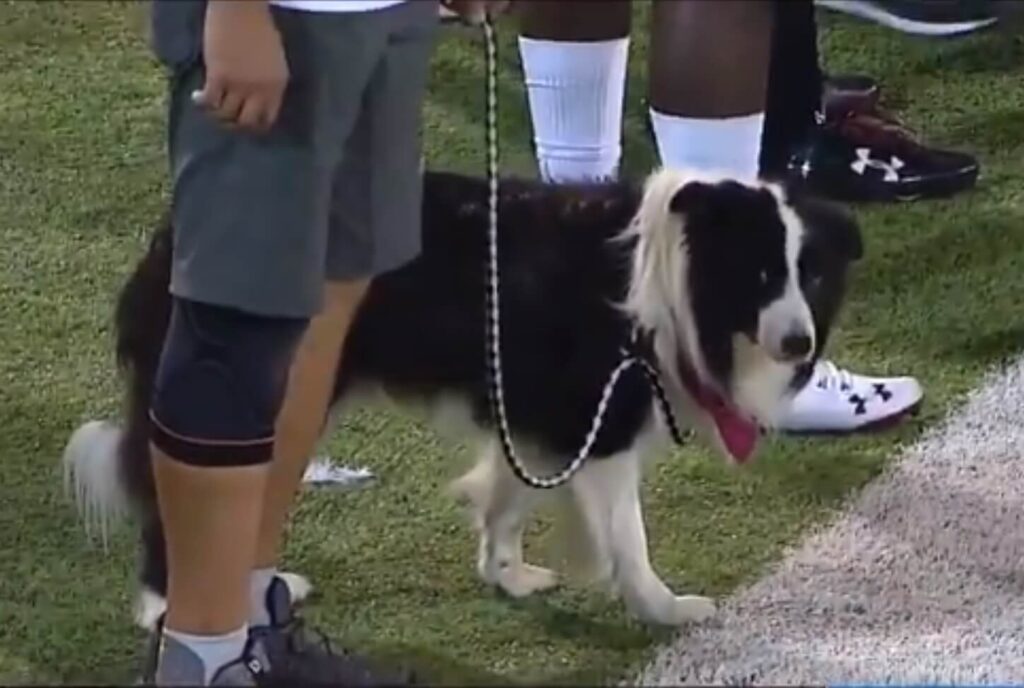 Striking New Mexico State Dog
