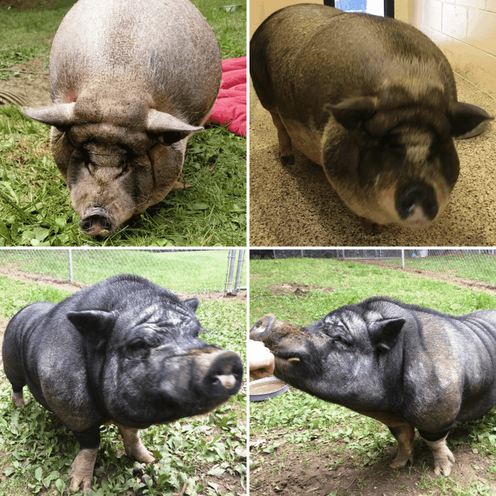 Pigs at Michigan Humane Society