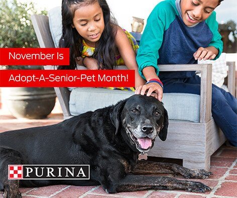 Adopt a Senior Pet Month at the Michigan Humane Society.