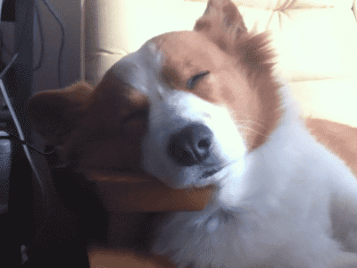 Dog waking up.