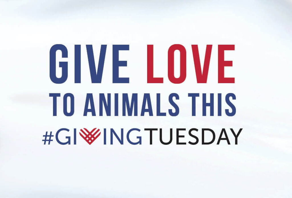 Giving Tuesday at Michigan Humane Society