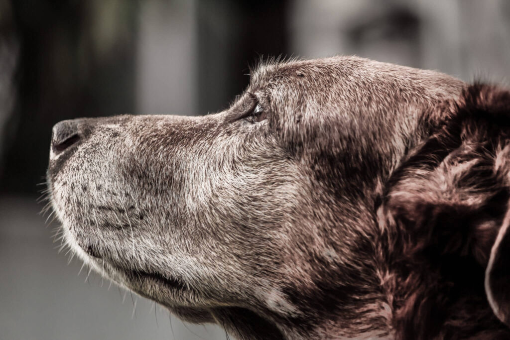 Adopt a Senior Pet Month at the Michigan Humane Society.