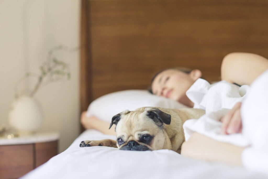 Pug sleeping on bed.
