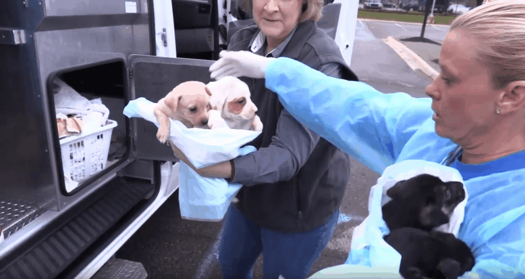 Michigan Humane Society staff rescue dogs displaced by hurricanes.