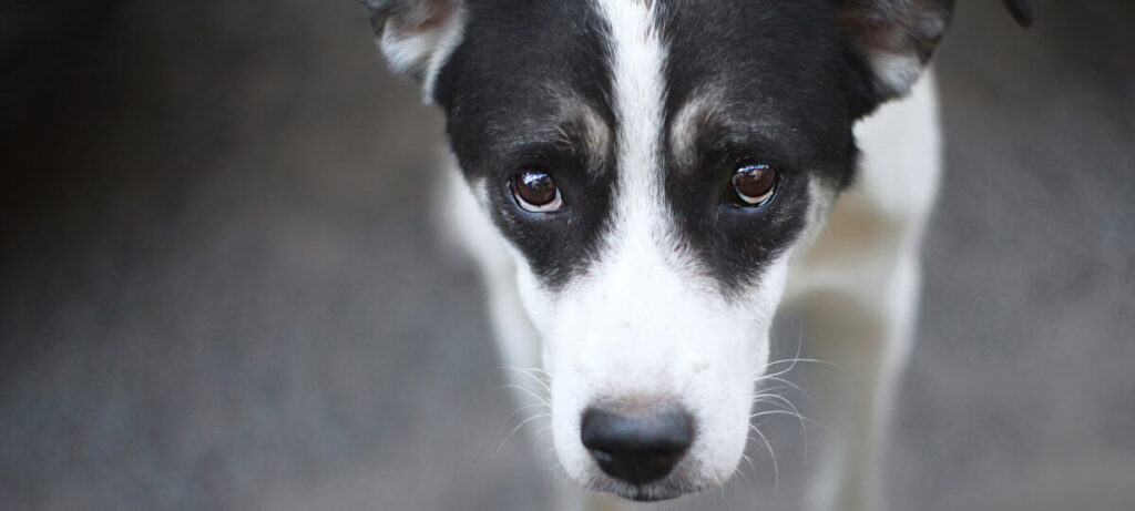 Sad dog looking for help.