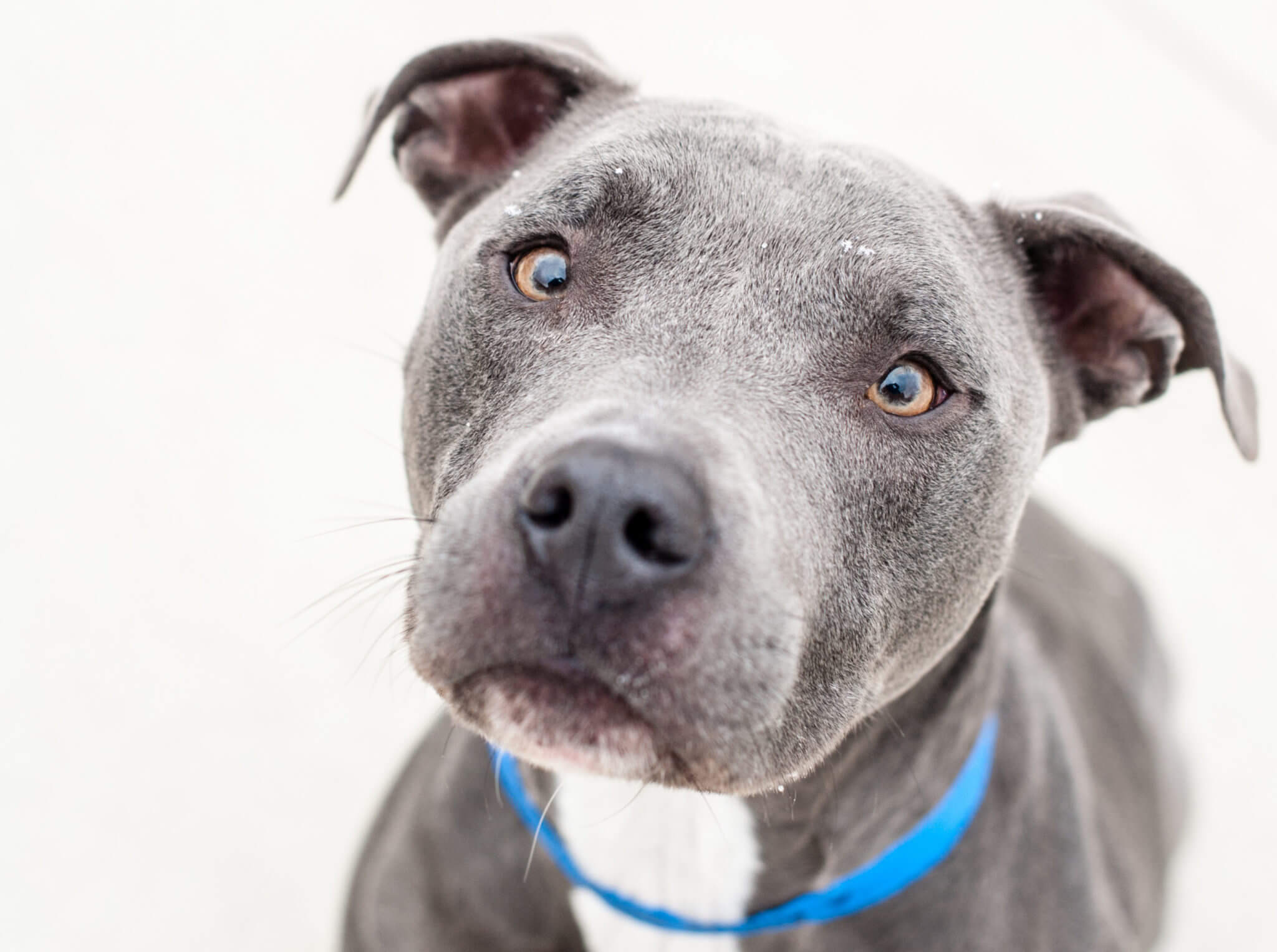 The Michigan Humane Society introduces pet delivery on Christmas with Santa Paws.