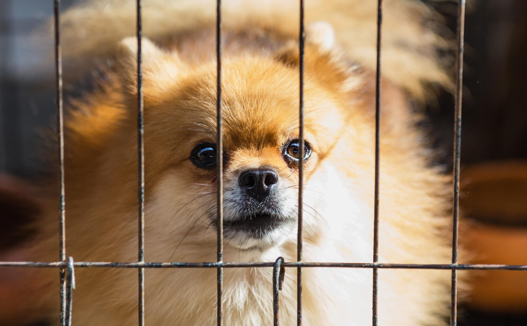 Dog behind bars.