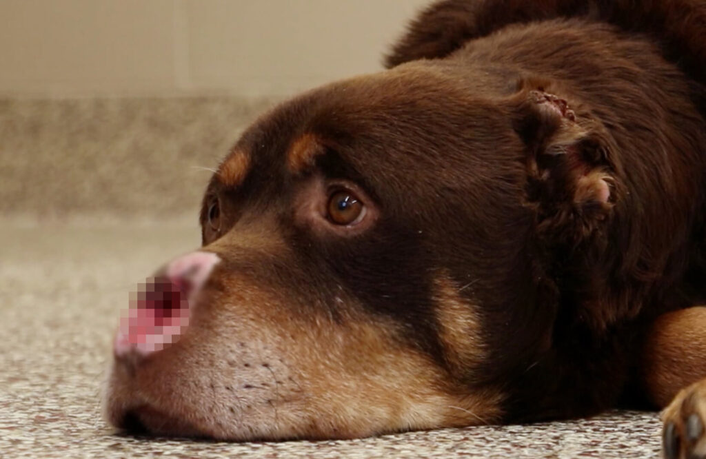 Baron the dog was a victim of animal cruelty in Detroit but was rescued by the Michigan Humane Society.