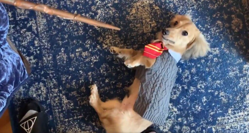 Dog learns Harry Potter spells.