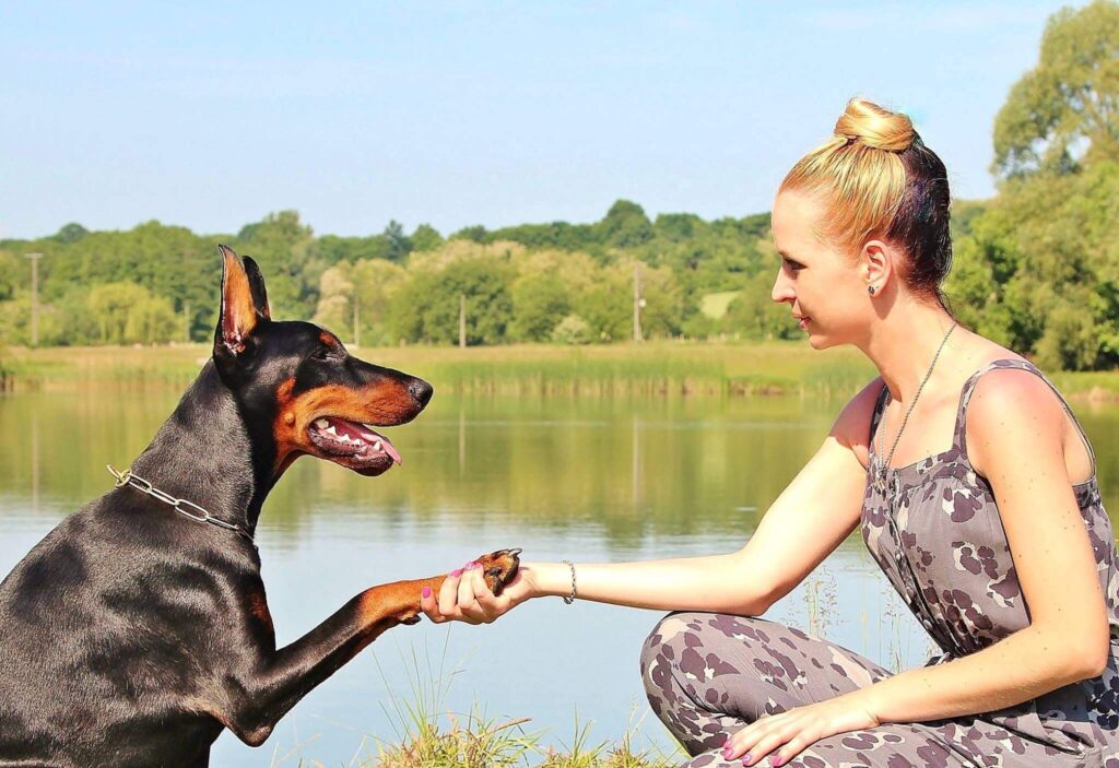 Dog shakes for woman.