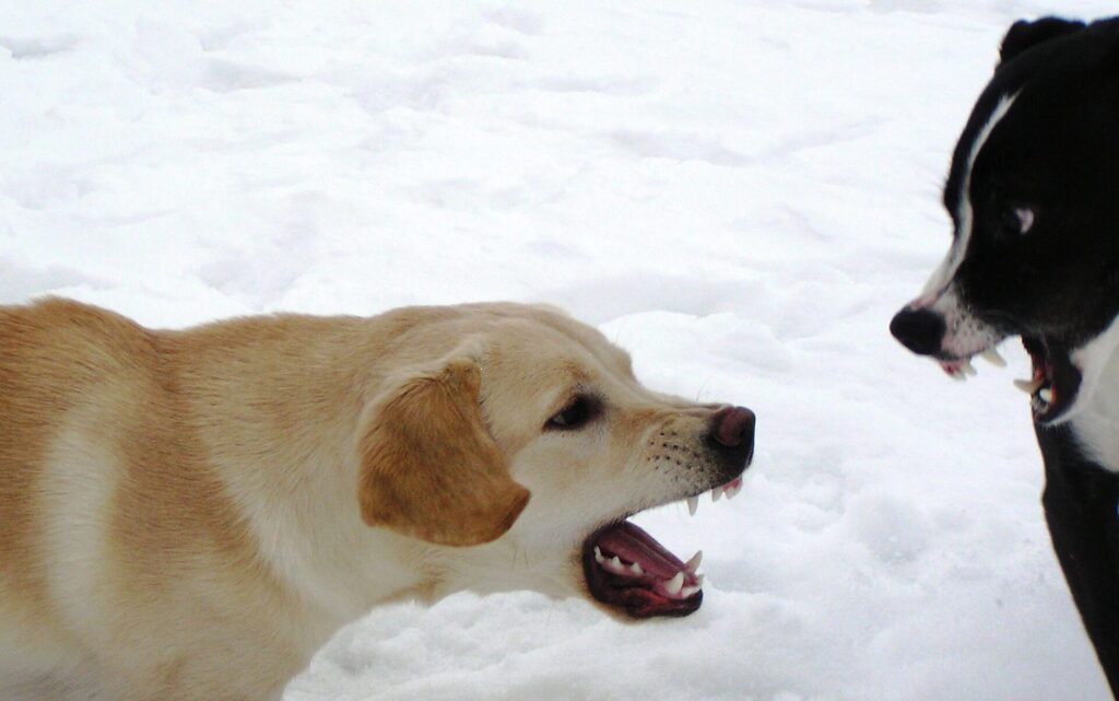 Dogs growling