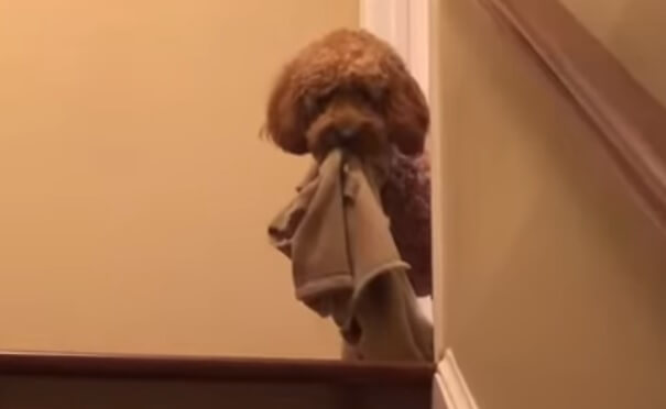 A mini doodle dog carries toys to bed.