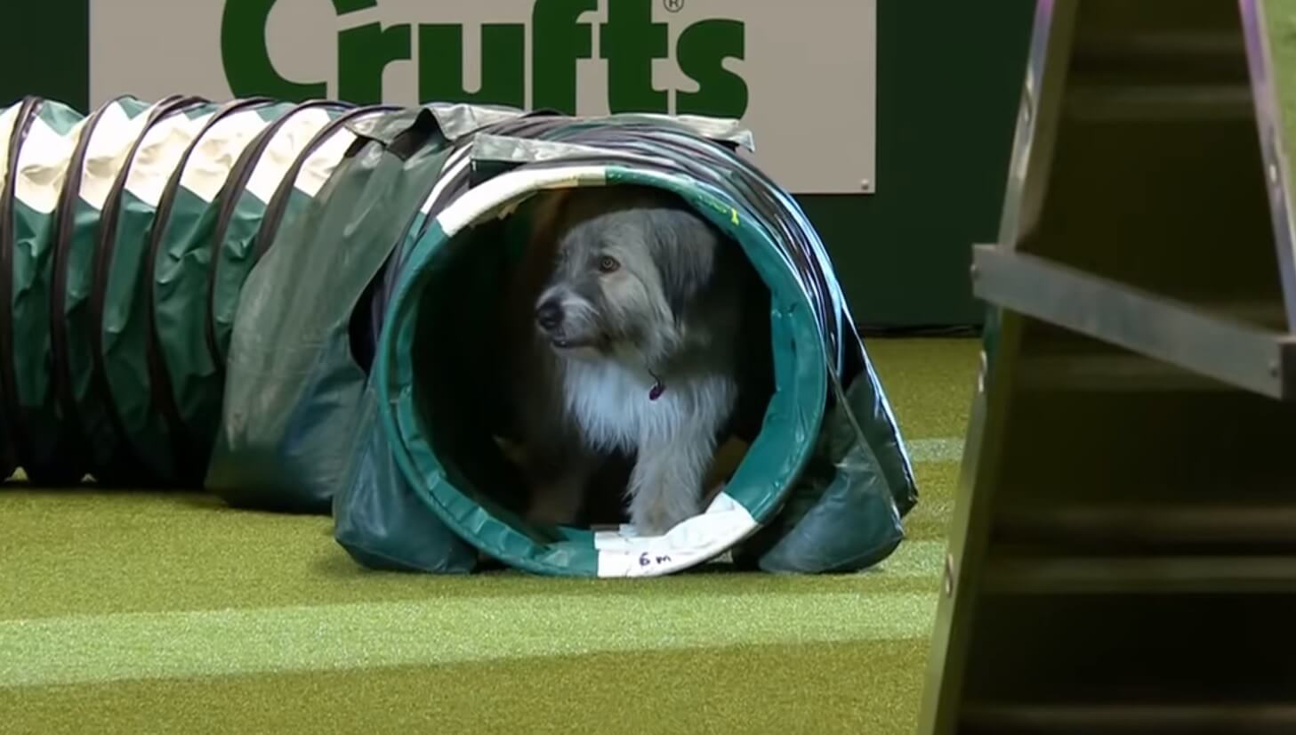 Rescue dog performs at dog show in the UK.