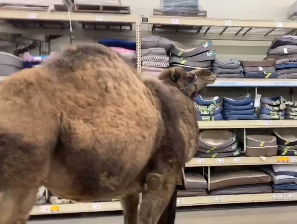 A camel visits a PetSmart store in Muskegon, Michigan.