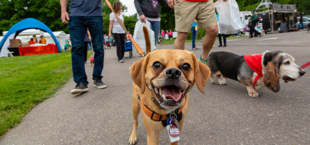 Dog at Mutt March.