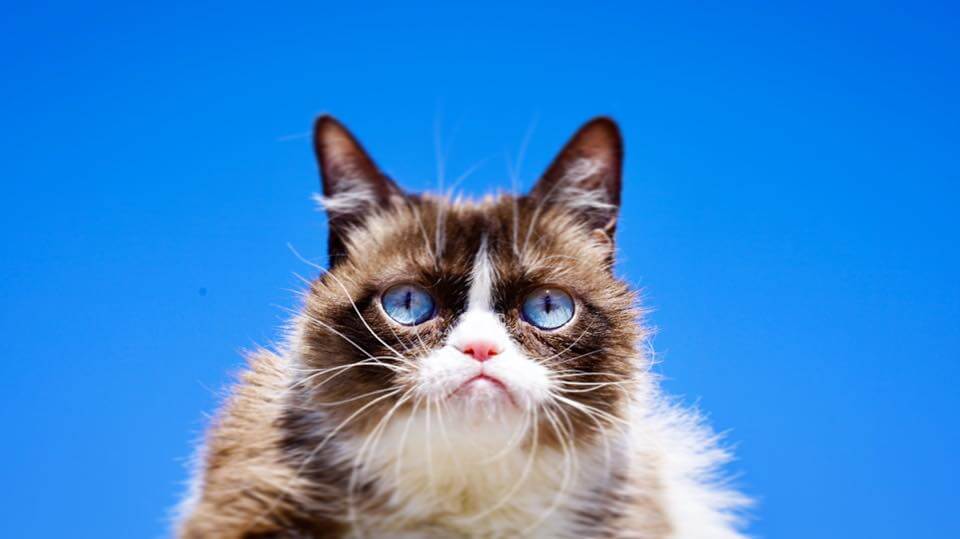 Grumpy Cat poses for a photo.