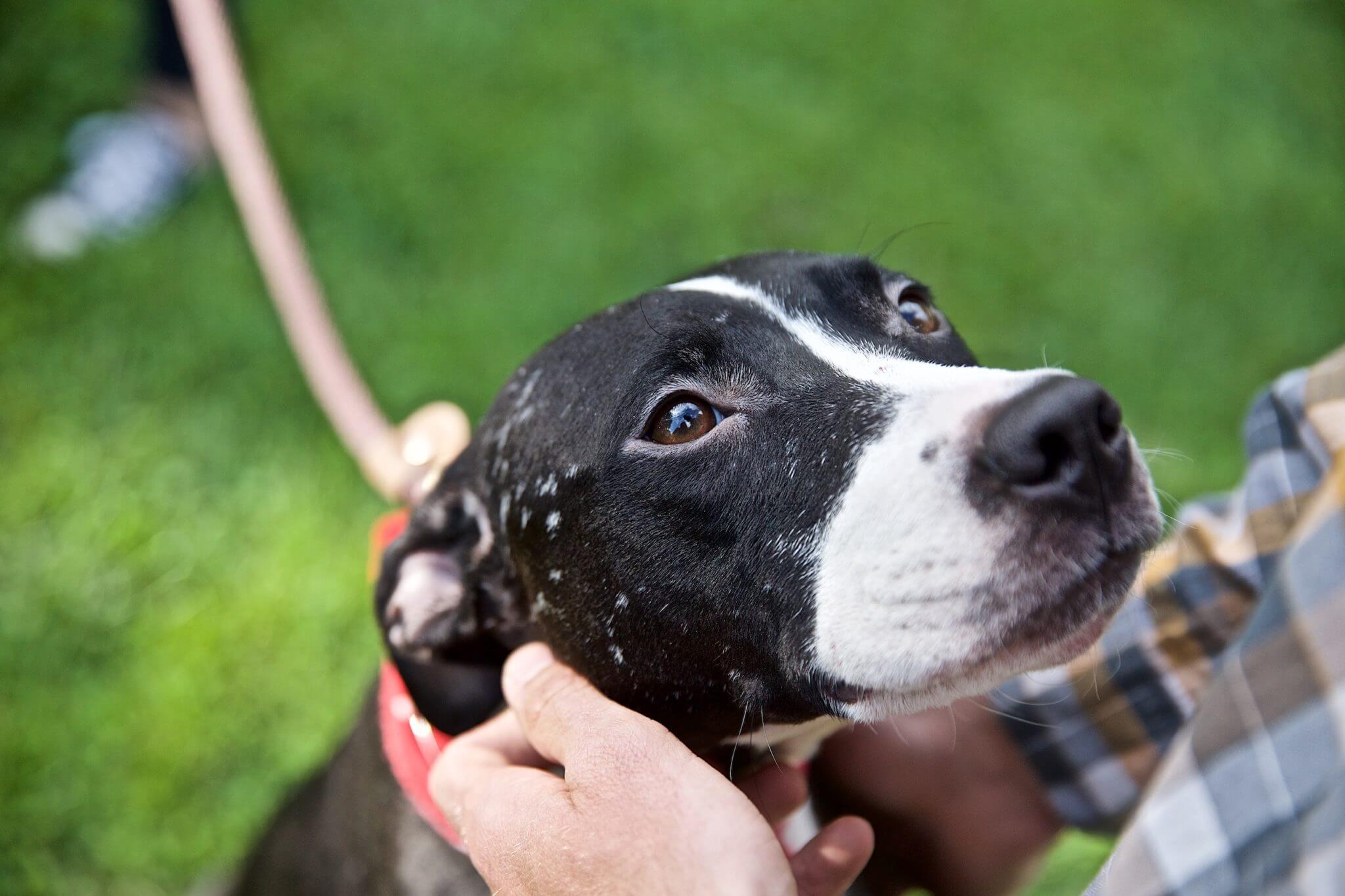 A dog rescued from dog fighting finds a new home.
