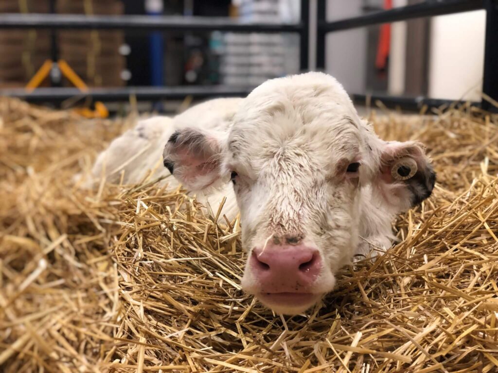 Baby calf saved by Michigan Humane.