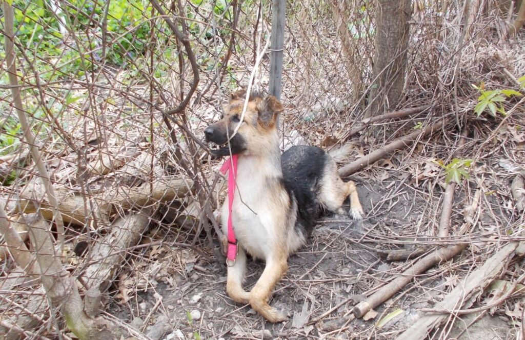German Shepherd found tied to a fence and shot to death.