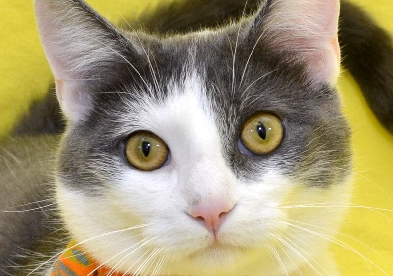 Hardy is a cat available to adopt at the Michigan Humane Society.