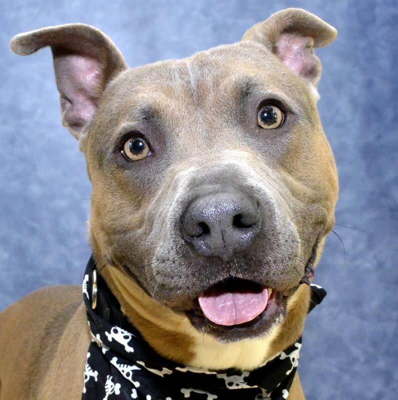 Adoptable dog from Michigan Humane.