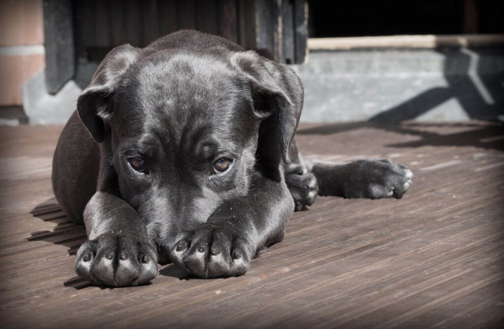 A black dog being shy.