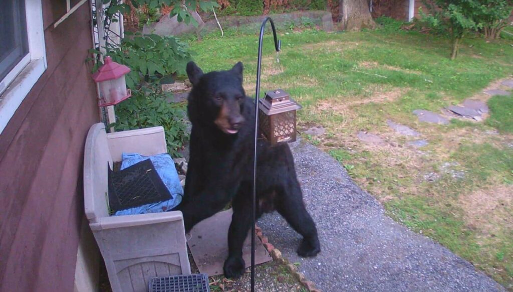 Bear caught on camera in a backyard.