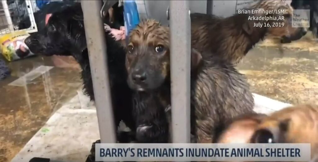 Dogs survive Hurricane Barry.