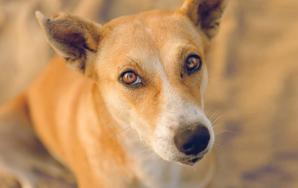 Dog in the summer season.