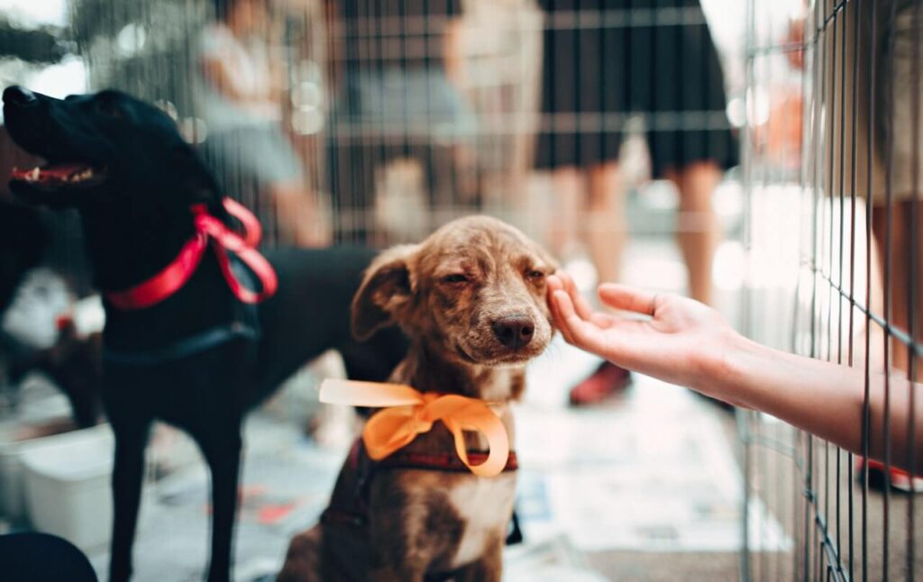 Dog waiting to be adopted.