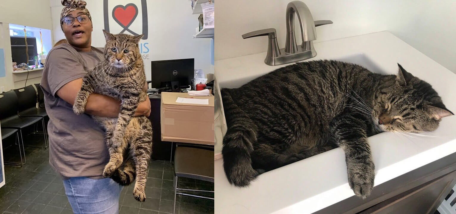 Mr. B the chonk cat.