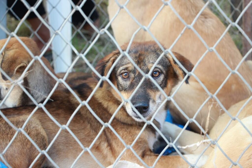 Dogs inside a kennel.