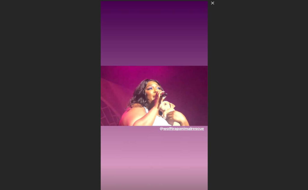 Lizzo holding a puppy at a concert.