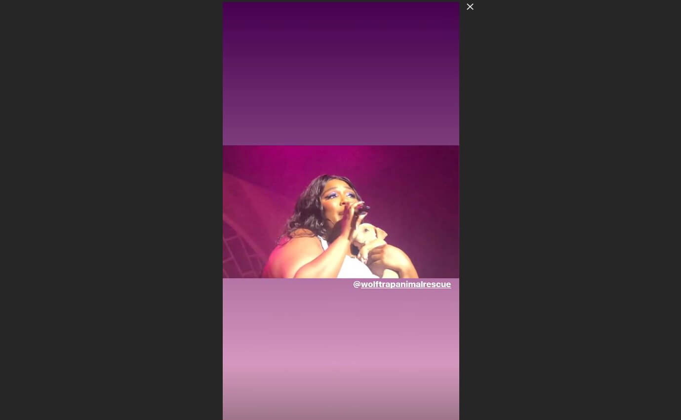 Lizzo holding a puppy at a concert.