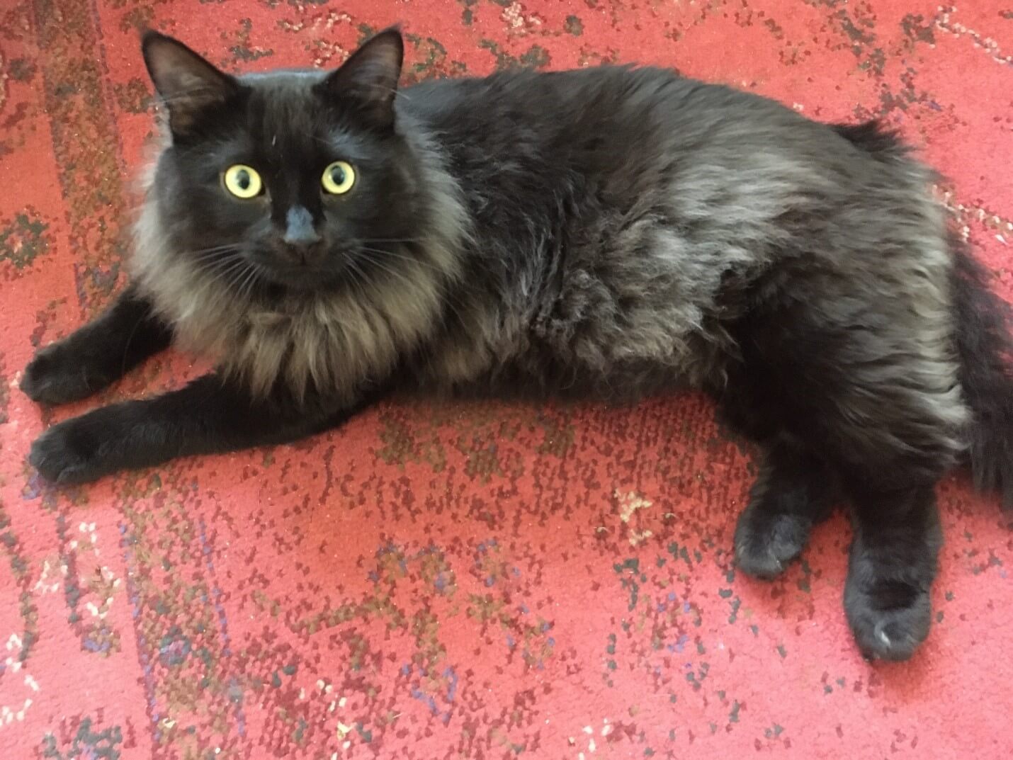 cat
