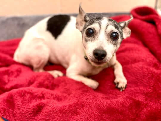 Dutchess is a dog who was missing for 12 years.