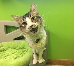 Feral cat that was cared for by MHS.