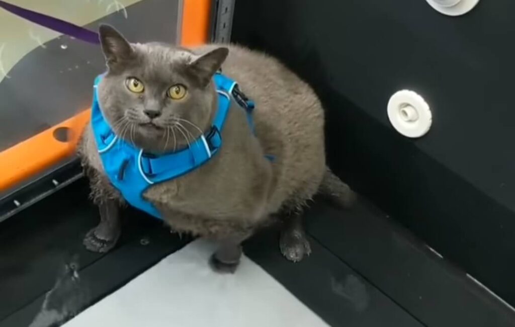 Obese cat Cinder Block