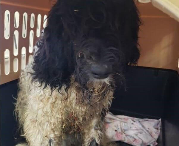 Dog from puppy mill in Hillsdale.